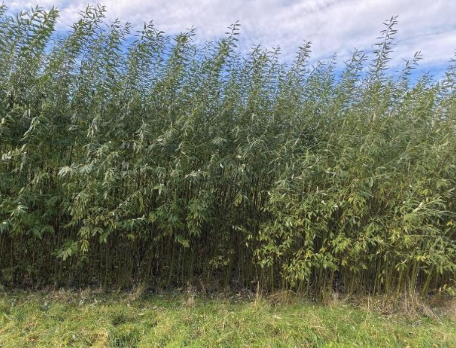 Photo of a Willow coppice plantation (it looks like a group of tall green plants in a field).