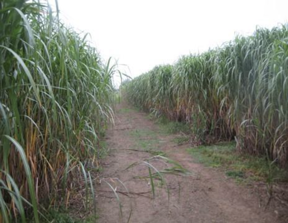 Photo of a Miscanthus plantation. (It looks like a dirt road through a field of tall grass).