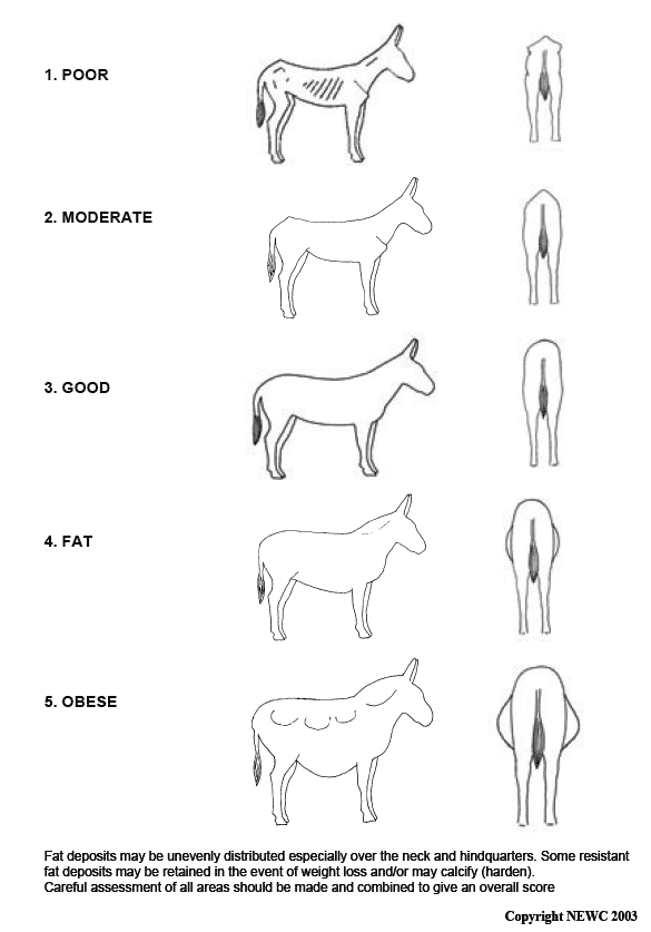 Body condition scoring of donkeys