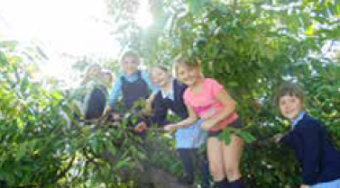 Children of Broomhill Out of School Care Glasgow enjoy climbing trees
