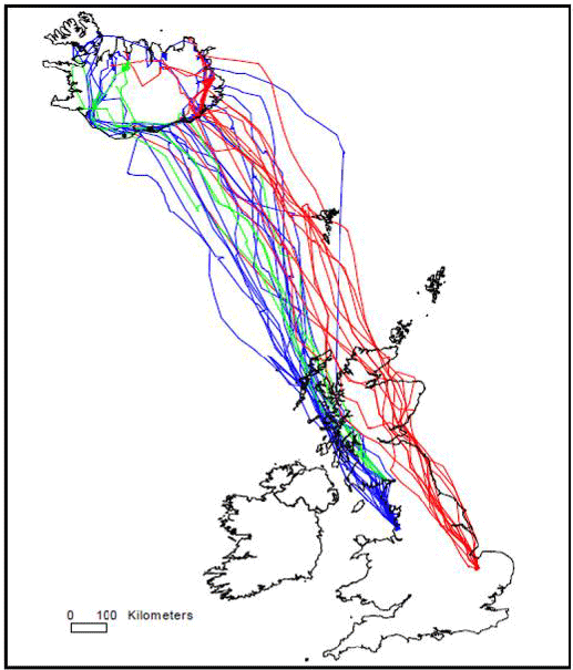 Image G18: Migration routes of 35 Whooper Swans tracked from the UK to Iceland from WWT Wetland Centres at Welney (red lines), Martin Mere (blue lines) and Caerlaverock (green lines)
