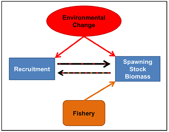 Schematic diagram showing the different pressures (as indicated by arrows) affecting sandeel biomass and recruitment. Environmental change is shown to have top-down effects on both SSB and Recruitment, with the Fishery also affecting the SSB. Multi directional arrows indicate links between SSB and Recruitment.