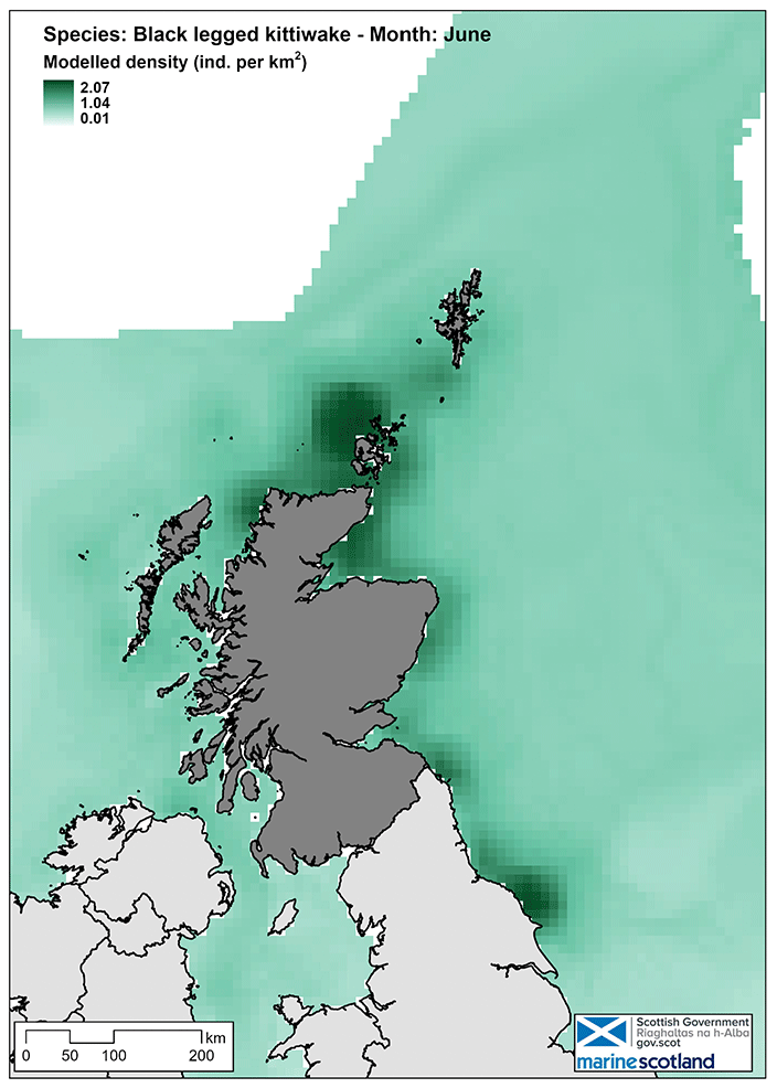 Map of black legged kittiwake density in Scottish waters in June. Density is highest on the east and north coast, and to the northwest of Orkney.