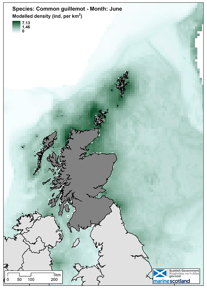 Map of common guillemot density in Scottish waters in June. Density is highest off the north coast, in the Moray Firth, and in waters around Shetland and Orkney.