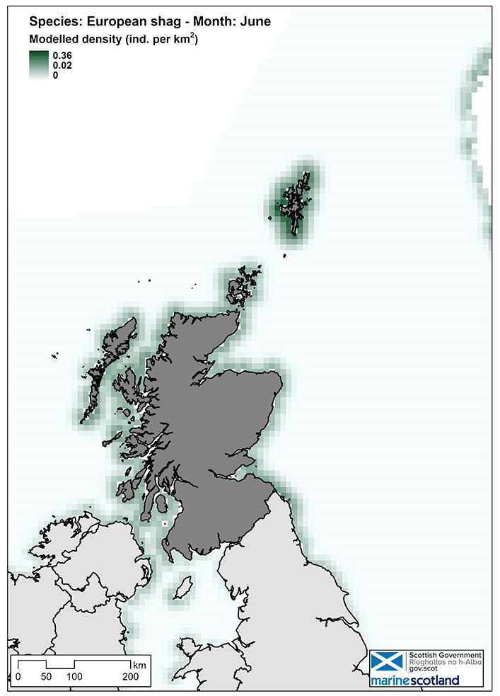 Map of European shag density in Scottish waters in June. This shows that European shag are distributed in nearshore waters around Scotland’s coast with highest density around Shetland.