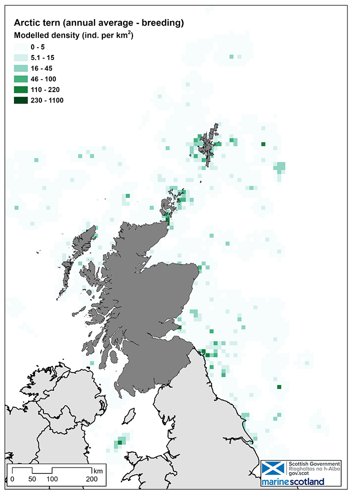 Map of Arctic tern density in Scottish waters during the breeding season. Density is highest around Orkney and Shetland.