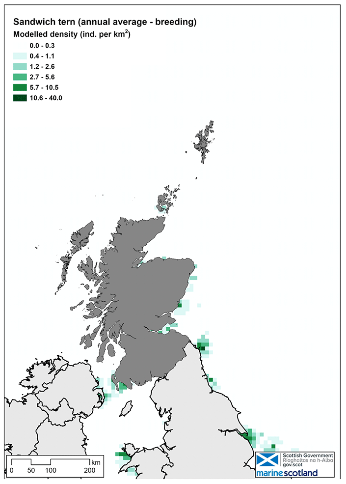 Map of sandwich tern density in Scottish waters during the breeding season. Density is low and mainly confined to the east and southwest coast.