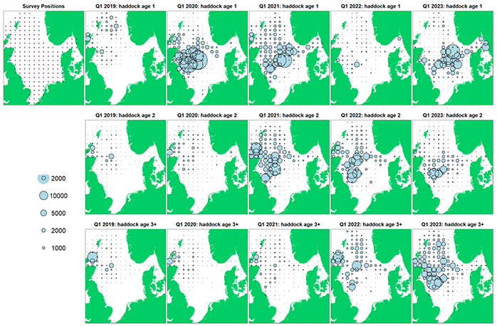 Distribution maps for surveyed haddock abundance in Quarter 1 in the North Sea. There are 15 bubble plots showing abundance across 5 years (2019 to 2023) of three age classes of haddock (age 1, age 2, and age 3+). There is another plot showing the survey positions, indicating that abundance was measured on a grid across the North Sea. The plots indicate larger biomass bubbles in age 2 and 3 haddock in the western North Sea in years 2021-2023, with few haddock observed earlier than this. For age 1 haddock, larger bubbles are found in years 2020, 2021 and 2023 in western and central North Sea. Few age 1 haddock were observed in 2019 and 2022.