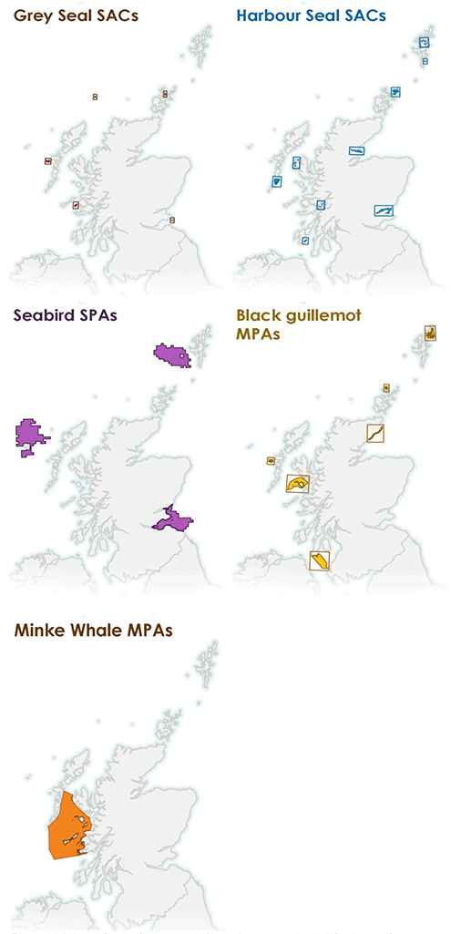 Map showing locations of MPAs for black guillemot and minke whale, SACs for grey and harbour seal, and seabird SPAs. This shows that there are designated protected areas spread around all of Scotland’s coastal waters for a variety of species that predate upon sandeel.