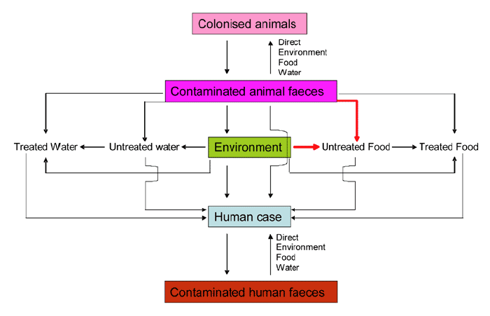 Controlling the contamination of untreated food from contaminated animal faeces or the environment