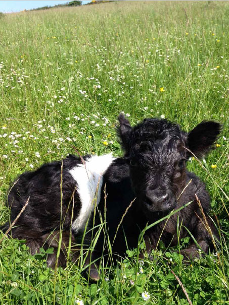 New-born belted Galloway heifer – Laurel Foreman, Wark Farm