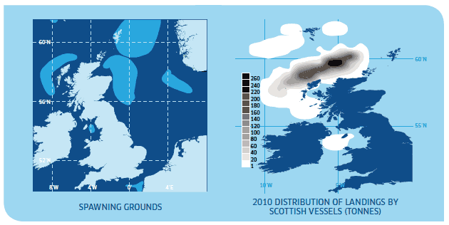 Left: Spawning Grounds. Right: 2010 Distribution of Landings by Scottish Vessels (Tonnes).