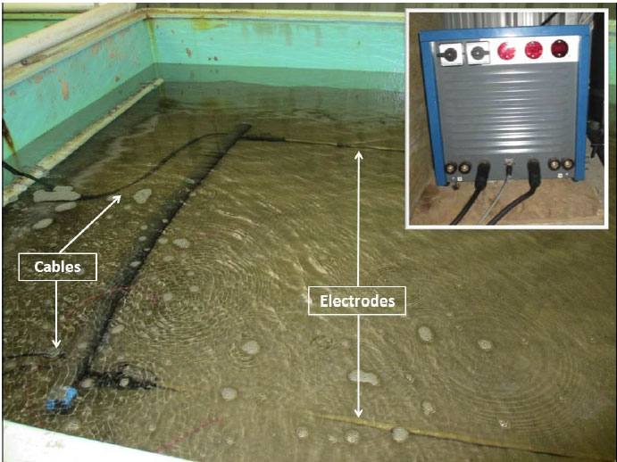 Figure 5: Set up of stimulus tanks (A and B). Electric rig is submerged and lying on the sand. It is connected to a transformer (inset) and controlled by a switch. An electric field is generated between the electrodes that stimulate razor clams buried in the sand.