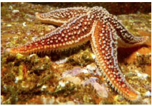 Asterias rubens (common starfish)