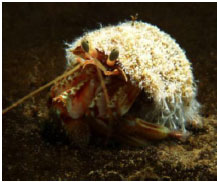 Pagurus bernhardus (common hermit crab)