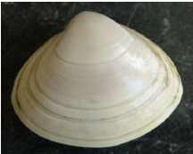 Spisula solida (surf clam)