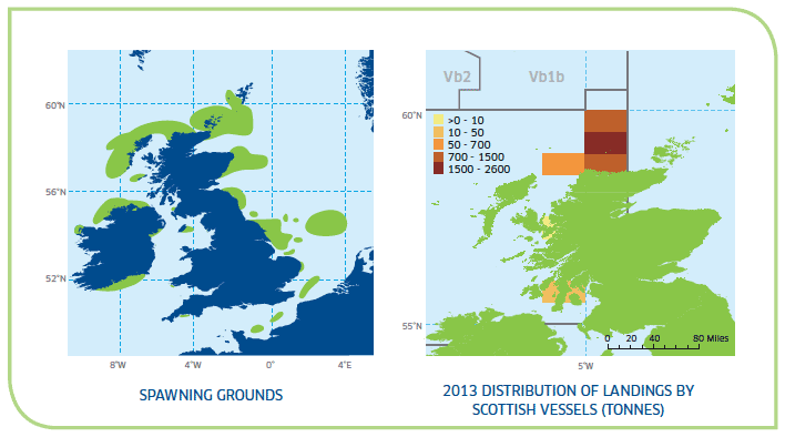 Spawning Grounds and 2013 Distribution of Landings by Scottish Vessels (tonnes)