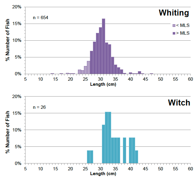 Figure 13: Percentage numbers at length of whiting and witch in the fishermen’s discard samples for all fishing gears combined.