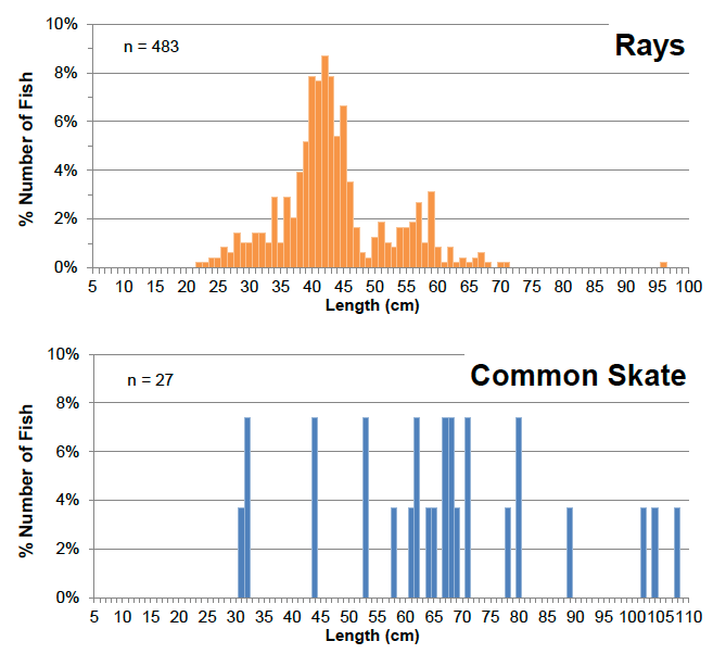 Figure 14: Percentage numbers at length of rays (all species) and common skate in the fishermen’s discard samples for all fishing gears combined.