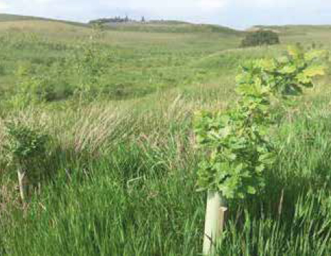 Oak saplings planted as part of woodland creation project at Shiplaw Burn near Eddleston. 