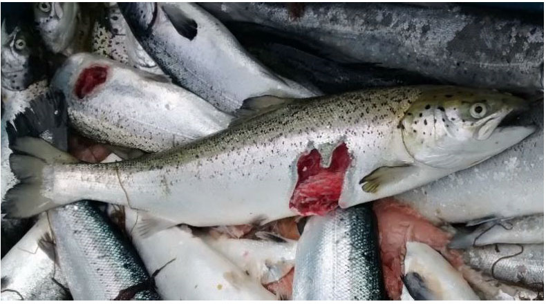 An example of seal depredation damage on large salmon at a finfish farm in Scotland. The salmon in the image has had a large chunk of its stomach bitten off.