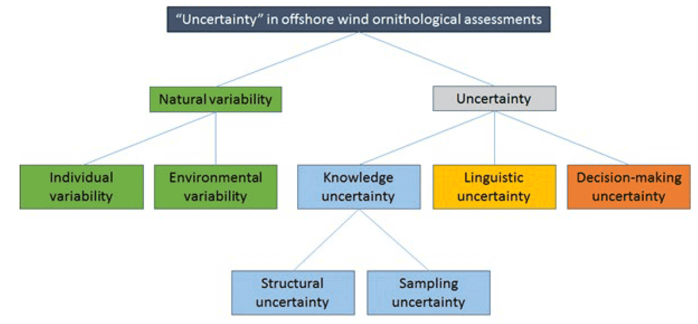 Diagram on Uncertainty in offshore wind ornithological assessments. Two headings sit under the title. Natural Variability and Uncertainty. Under Natural Variability sits Individual Variability and Environmental Variability. Under Uncertainty sits Linguistic uncertainty, Decision Making Uncertainty and Knowledge uncertainty. Finally under Knowledge uncertaintly sits structural uncertainty and sampling uncertainty.