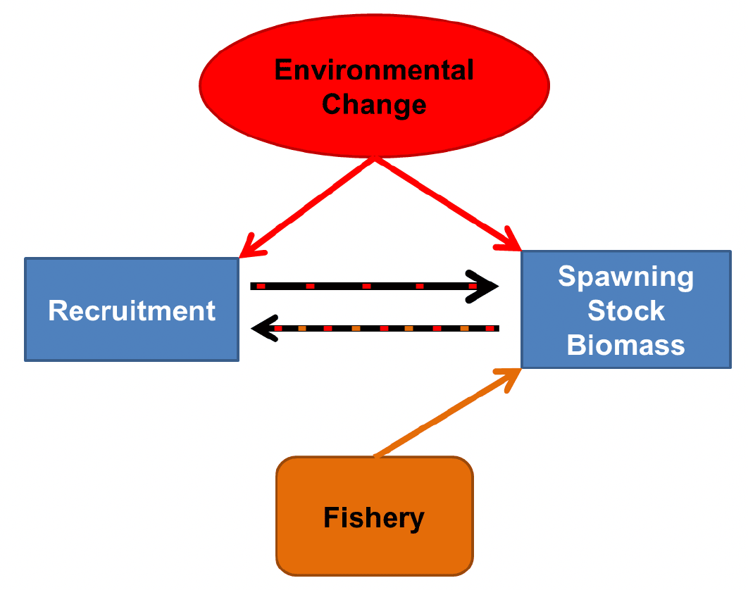 Schematic diagram showing the different pressures (as indicated by arrows) affecting sandeel biomass and recruitment. Environmental change is shown to have top-down effects on both SSB and Recruitment, with the Fishery also affecting the SSB. Multi directional arrows indicate links between SSB and Recruitment.