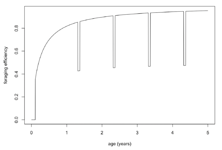 Line graph showing the relationship between foraging efficiency and age (in years) over the first 5 years of life. As described in the text above.