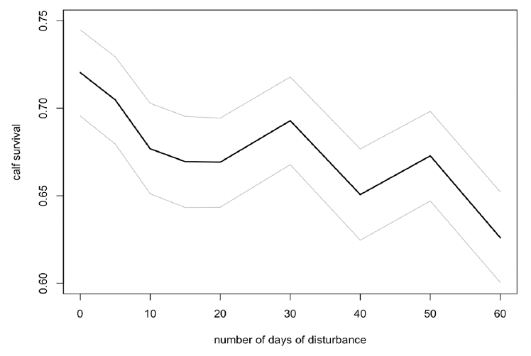 Line graph showing the relationship between calf survival and number says of disturbance for minke whale calves from mid-April to mid-October. As described in the text above.