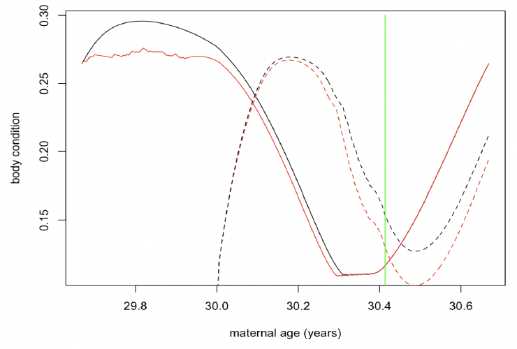 Line graph showing the changes in calf body condition with maternal age (in years). As described in the text above.