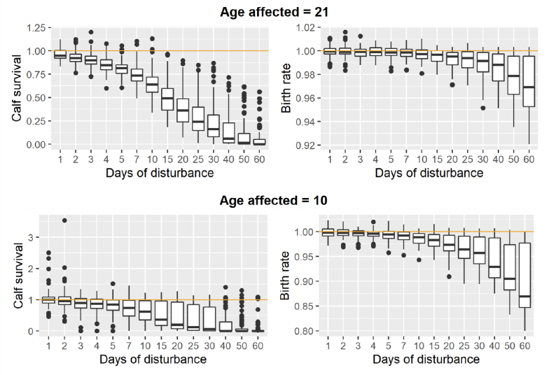 Four boxplots showing the predicted effect of disturbance on calf survival and birth rate for twenty one year olds, and ten year olds. As described in the text above.