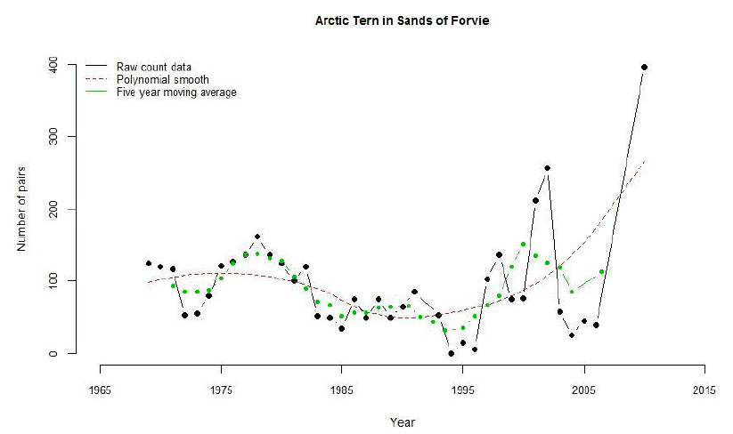 Arctic Tern in Sands of Forvie