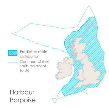 An image of two harbour porpoise in the water and a map of the British Isles, showing the continental shelf limits adjacent to the UK and where harbour porpoise are found within these waters. The map shows that they are found close to the coast in all areas of the UK.