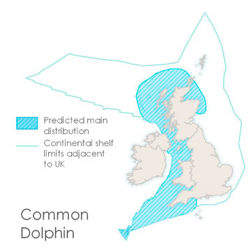 An image of a common dolphin in the water and a map of the British Isles, showing the continental shelf limits adjacent to the UK and where common dolphin are found within these waters. The map shows that they are primarily found off the west coasts of England, Wales and Scotland, and the east coast of Northern Ireland.
