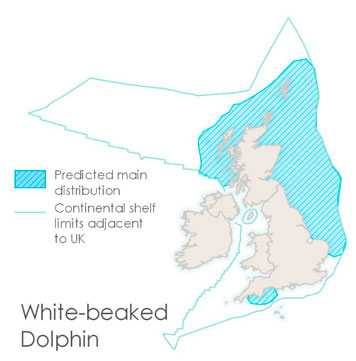 An image of two bottlenose dolphins and a map of the British Isles, showing the continental shelf limits adjacent to the UK and where bottlenose dolphins are found within these waters. The map shows that they are found close to the coast in all areas of the UK, and further out toward the continental shelf limits in the north-west.