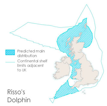 An image of a risso dolphin and a map of the British Isles, showing the continental shelf limits adjacent to the UK and where Risso’s dolphins are found within these waters. The map shows they are widely distributed on the west and north coasts of the UK and around the Northern Isles.