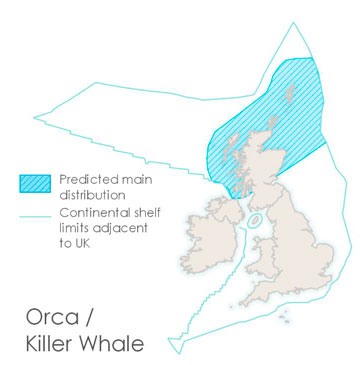An image of a killer whale – or orca – and a map of the British Isles, showing the continental shelf limits adjacent to the UK and where killer whales are found within these waters. The map shows that they are found most commonly off the north and west coasts of Scotland, and around the Northern Isles.