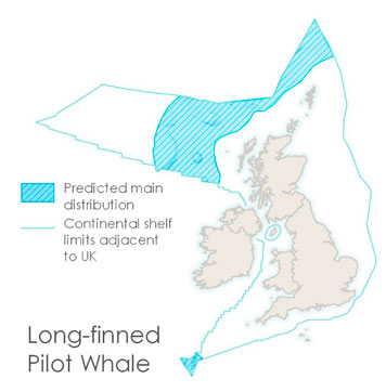 An image of a group of long-finned pilot whales and a map of the British Isles, showing the continental shelf limits adjacent to the UK and where long-finned pilot whales are found within these waters. The map shows that they are usually found off the continental shelf edge, mainly to the north of Scotland. 