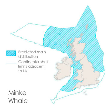 An image of a minke whale and a map of the British Isles, showing the continental shelf limits adjacent to the UK and where minke whales are commonly found within these waters. The map shows that they can be observed throughout UK waters, though are not typically found in the southern North Sea or the English Channel.
