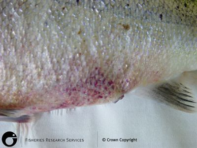 Inflamed vent in naturally infected Atlantic salmon