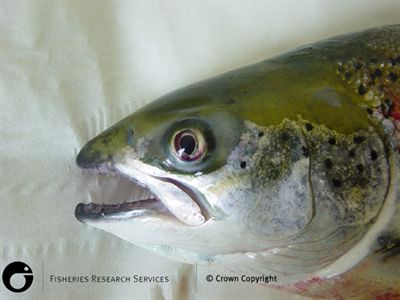 Eye haemorrhage in naturally infected Atlantic salmon
