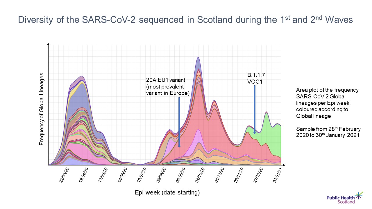 Diversity of the SARS-CoV-2 sequenced in Scotland during the 1st and 2nd Waves: This chart shows the frequency of global lineages found in Scotland as determined by genomic sequencing, between the 22 March 2020 and the 24 January 2021. It shows that there was a much higher diversity of genomic sequences in the first epidemic wave, compared to the second epidemic wave, and the dominance of the ‘UK variant’ – B.1.1.7 becoming apparent from December. Is shows a peak of frequency of global lineages around mid-April (first wave) and a broader peak for the second wave starting around the beginning of August with the introduction and dominance of a European variant (20A.EU1) and with a peak around the beginning of October followed by a third peak for the ‘UK variant’ B.1.1.7 around the beginning of January.