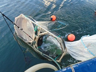 Fish cage and plankton net being hoisted from water