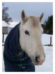 checking your horse daily