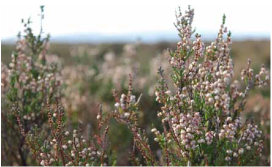 Photo B1.1 Heather which provides a plentiful supply of fine fuel