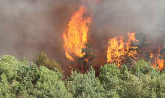 Photo B1.4 Where ladder fuels are in existence there is the possibility of extreme fire behaviour including torching and crowning