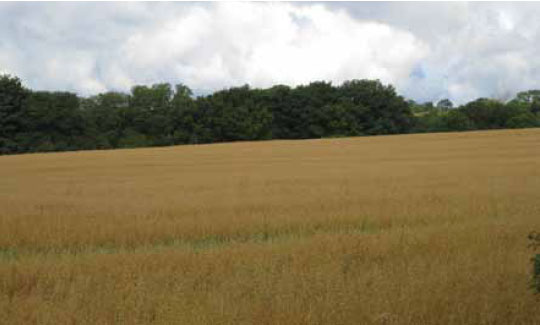 Photo B1.7 Uniformity of crops