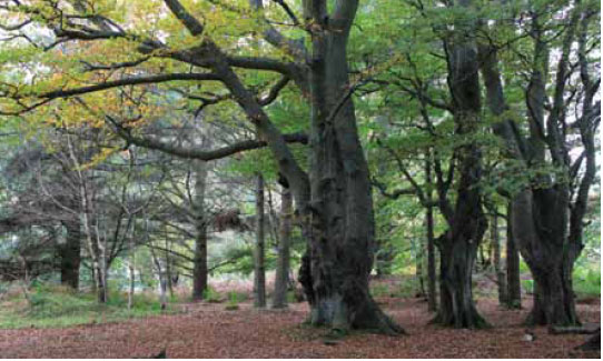  Photo B1.8 Broadleaf and mixed woodland