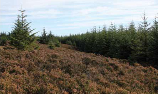  Photo B1.10 Torching and crowning is more likely in younger trees as vertical fire development is more probable