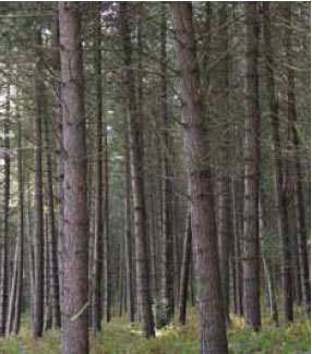  Photo B1.11 As trees mature the lower branches do not retain their foliage, a gap can gradually grow between the lower branches and the surface fuels nearer to the ground this creates a lack of ladder fuels